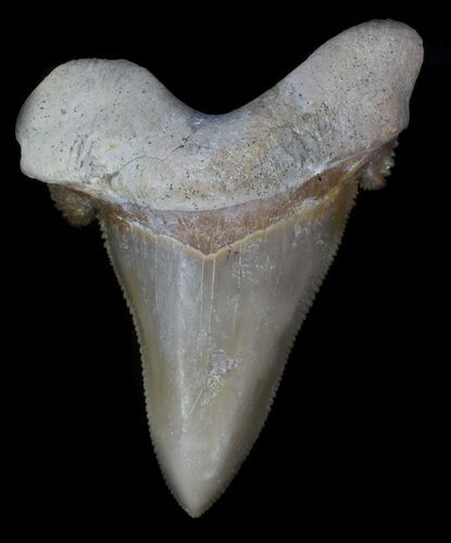 Serrated Auriculatus Shark Tooth - Dakhla, Morocco #35855